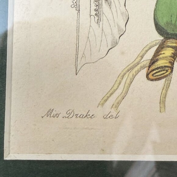 Framed Botanical Print Vintage Art Print 12.25" High White Flower - Picture 8 of 15